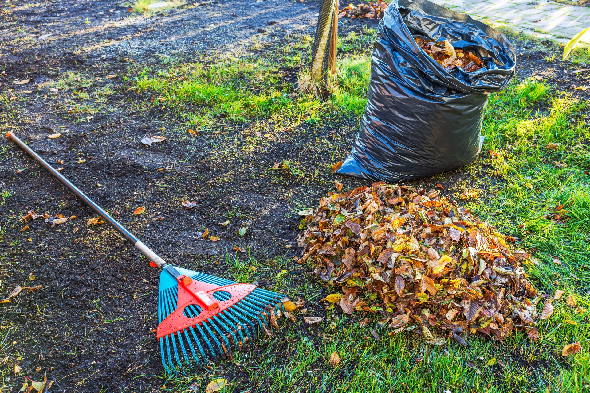 Pile of autumn leaves next to rake and filled black plastic bag on grass, ready for yard cleanup. Sweden.